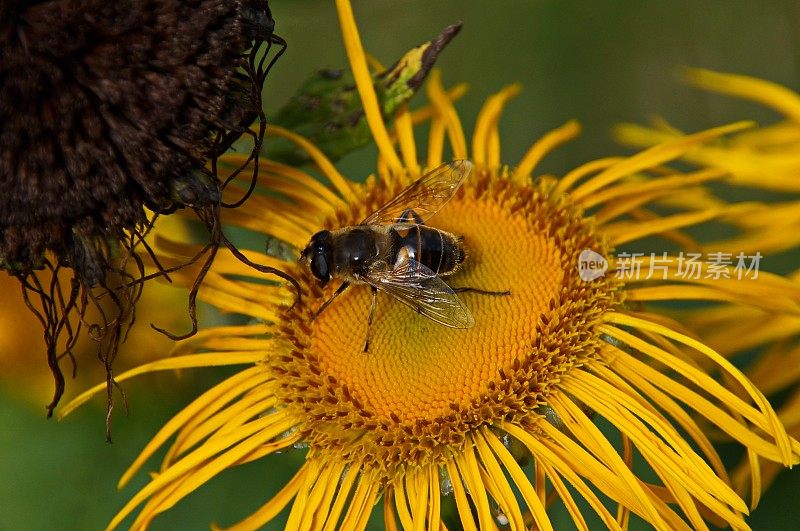 近2019人。向日葵，Sonnenhut - Rudbeckia fulgida和黄蜂。巴伐利亚,德国。